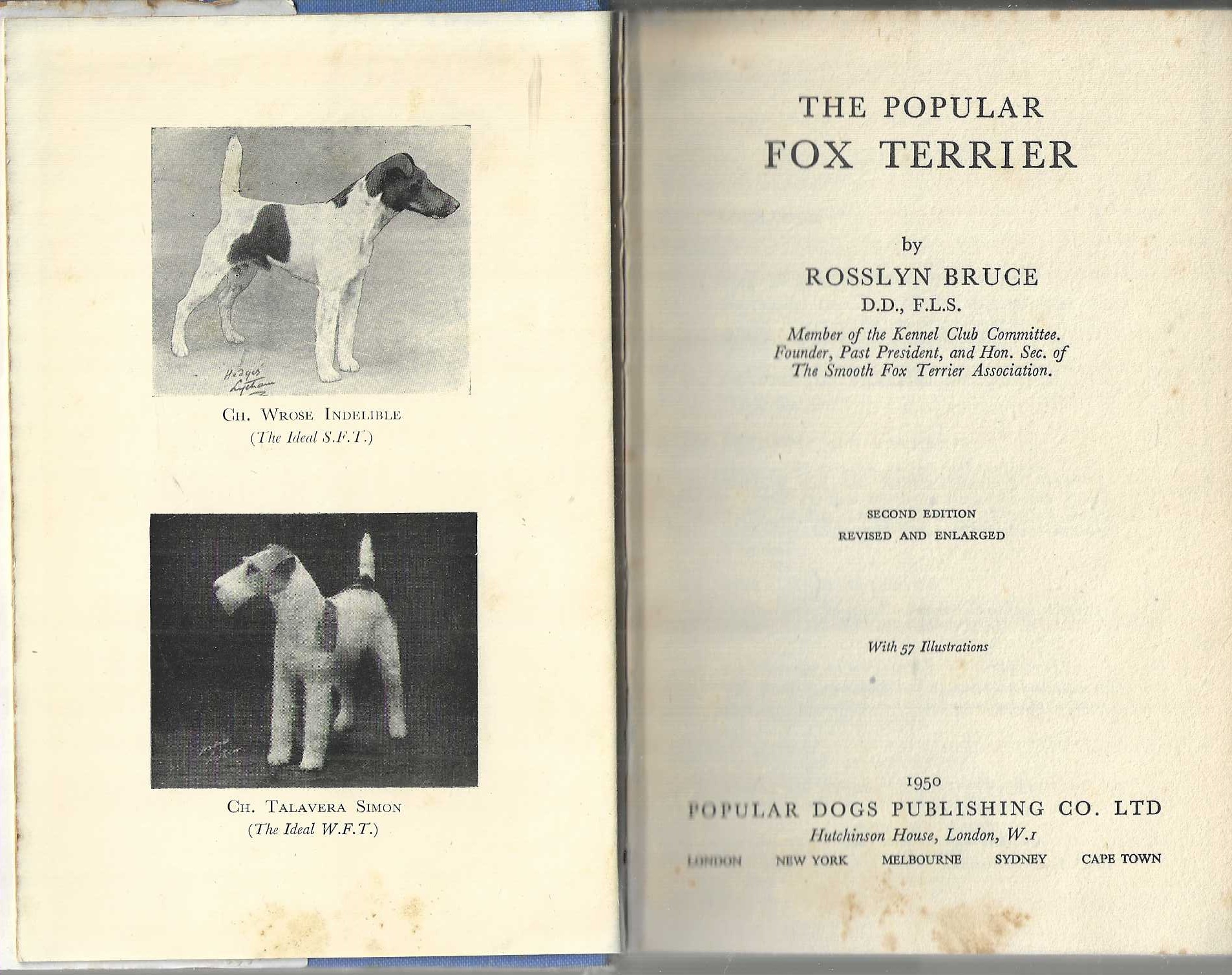 Image for The Popular Fox Terrier. The Popular Fox Terrier.